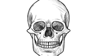 Drawing:Oldj_7nsvxk= Skulls