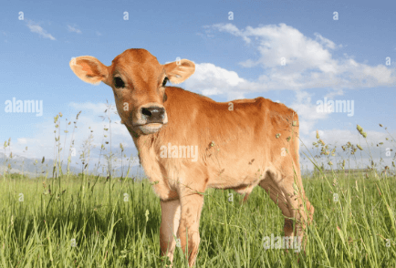 Baby:Tug3anmwsk0= Cow