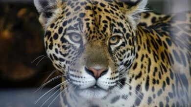 apex horizon start progression