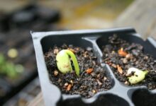 catalyst pulse start growth