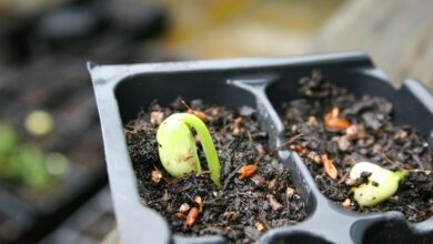 catalyst pulse start growth