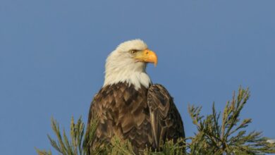 visionary apex driving market innovation