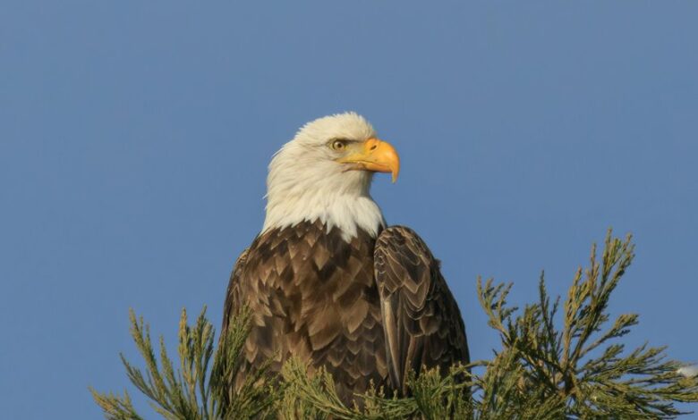 visionary apex driving market innovation